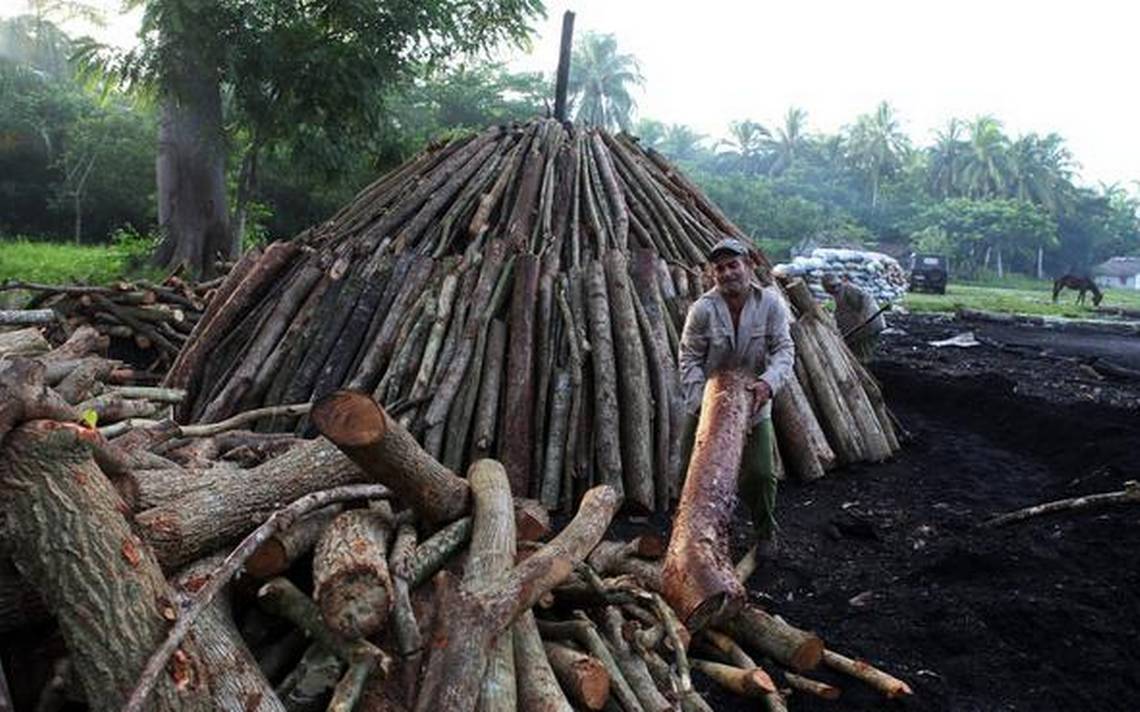 Cuba comenzará a exportar carbón vegetal a EE.UU.