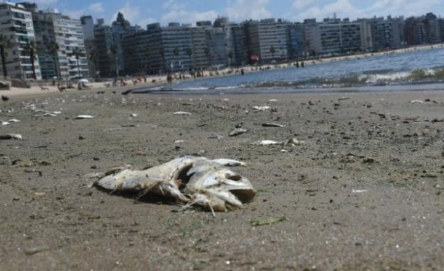 Foto elpais.com.uy