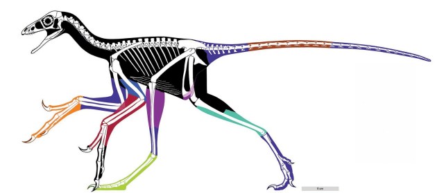 El contorno reconstruido del cuerpo del dinosaurio ave, Anchiornis, se hizo utilizando imágenes de fluorescencia estimulada por láser. 28 de febrero 2017. Una técnica que usa un láser de gran potencia para revelar tejido blando oculto junto a huesos en fósiles le ha dado a los científicos una mejor comprensión de una de las grandes transiciones evolutivas de la historia de la vida: pequeños dinosaurios con plumas empezando a volar como pájaros. Xiaoli Wang, Michael Pittman et al/Handout via REUTERS