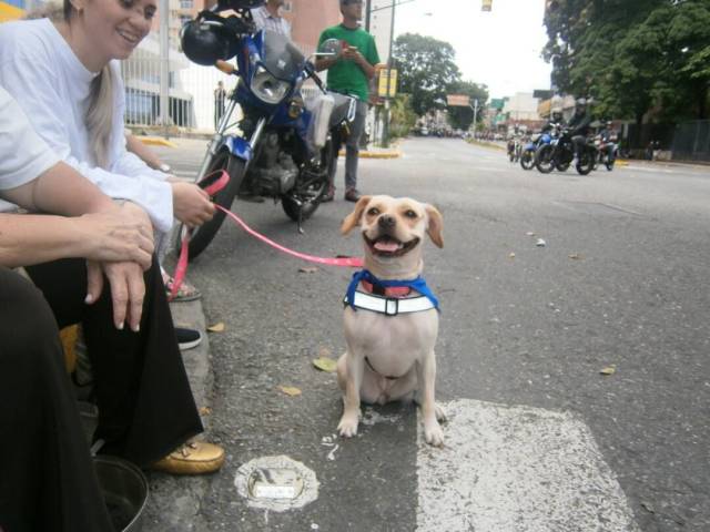 Hasta las mascotas trancaron este lunes en Caracas. Foto: @Daylijournal / LaPatilla.com