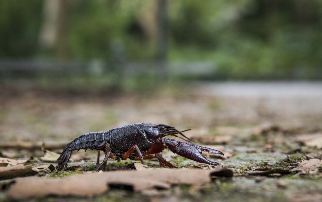 A red swamp crayfish (Procambarus clarkii) is pictured near the lake 'Neuen See' in Berlin Tiergarten on August 25, 2017. The recent proliferation of red swamp crayfish in Berlin, a species classified as invasive and harmful, worries specialists who warn about the damage it could cause to the ecosystems of the German capital. / AFP PHOTO / Odd ANDERSEN