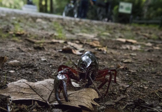 A red swamp crayfish (Procambarus clarkii) is pictured near the lake 'Neuen See' in Berlin Tiergarten on August 25, 2017. The recent proliferation of red swamp crayfish in Berlin, a species classified as invasive and harmful, worries specialists who warn about the damage it could cause to the ecosystems of the German capital. / AFP PHOTO / Odd ANDERSEN