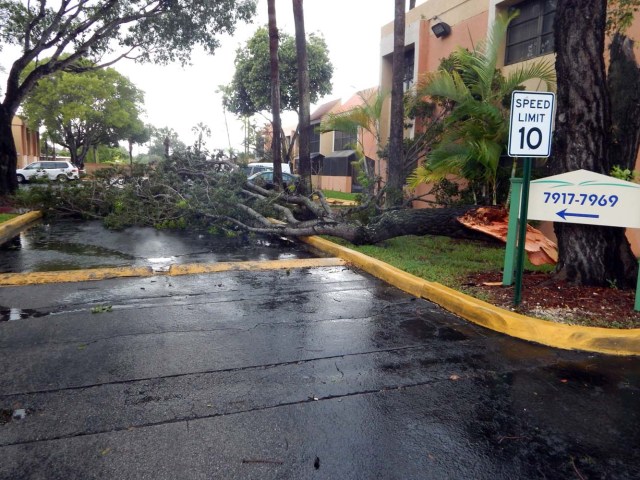 MIA13 - MIAMI (FL, EEUU), 09/09/2017.- Vista de un árbol caído en medio de la carretera tras los primeros vientos huracanados hoy, sábado 9 de septiembre 2017, en Miami, Florida (Estados Unidos), unas horas antes de la llegada del huracán Irma. Las primeras lluvias asociadas al huracán Irma llegaron hoy a Miami, donde se espera que las condiciones climáticas empeoren con el paso de las horas y se aproxime este ciclón de categoría 4, que podría tocar tierra en el sur de Florida, la próxima madrugada. EFE/Latif Kassidi