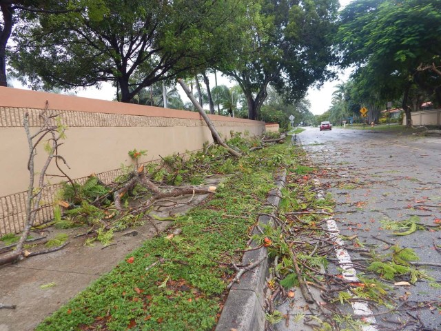 MIA13 - MIAMI (FL, EEUU), 09/09/2017.- Vista de un árbol y arbustos caídos en una calle tras los primeros vientos huracanados hoy, sábado 9 de septiembre 2017, en Miami, Florida (Estados Unidos), unas horas antes de la llegada del huracán Irma. Las primeras lluvias asociadas al huracán Irma llegaron hoy a Miami, donde se espera que las condiciones climáticas empeoren con el paso de las horas y se aproxime este ciclón de categoría 4, que podría tocar tierra en el sur de Florida, la próxima madrugada. EFE/Latif Kassidi