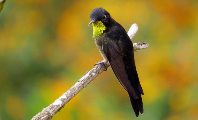 ACOMPAÑA CRÓNICA: COLOMBIA TURISMO. BOG09. BOGOTÁ (COLOMBIA), 27/09/2017.- Fotografía sin fecha cedida por Birding Santa Marta que muestra un ejemplar de "Colibrí Piquicorto", una de las especies endémicas de la Sierra Nevada de Santa Marta (Colombia). En la Sierra Nevada de Santa Marta, la mayor montaña del mundo frente al mar, hay 28 especies endémicas de pájaros como el "Santa Marta Sabrewing" o el "Blue-Bearded Helmetcrest", que convierten este macizo en un paraíso para el avistamiento de aves y la preservación de especies amenazadas. EFE/BIRDING SANTA MARTA/SOLO USO EDITORIAL/NO VENTAS