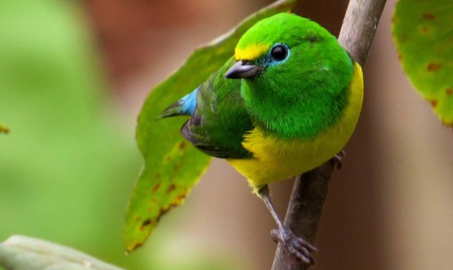 ACOMPAÑA CRÓNICA: COLOMBIA TURISMO. BOG04. BOGOTÁ (COLOMBIA), 27/09/2017.- Fotografía sin fecha cedida por Birding Santa Marta que muestra un ejemplar de "Tángara", una de las especies endémicas de la Sierra Nevada de Santa Marta (Colombia). En la Sierra Nevada de Santa Marta, la mayor montaña del mundo frente al mar, hay 28 especies endémicas de pájaros como el "Santa Marta Sabrewing" o el "Blue-Bearded Helmetcrest", que convierten este macizo en un paraíso para el avistamiento de aves y la preservación de especies amenazadas. EFE/BIRDING SANTA MARTA/SOLO USO EDITORIAL/NO VENTAS