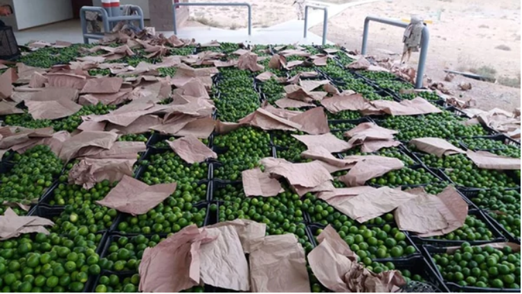 Un camión de limones ocultaba cargamento de droga que era transportado a los Estados Unidos