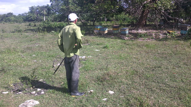 Un apicultor observa sus colmenas en el municipio Vertientes de Camagüey. (14ymedio)