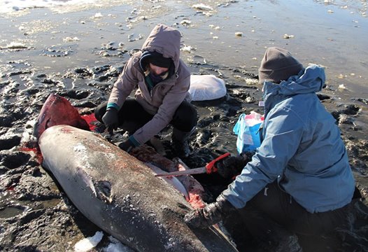 Foto Atlantic White Shark Conservancy 