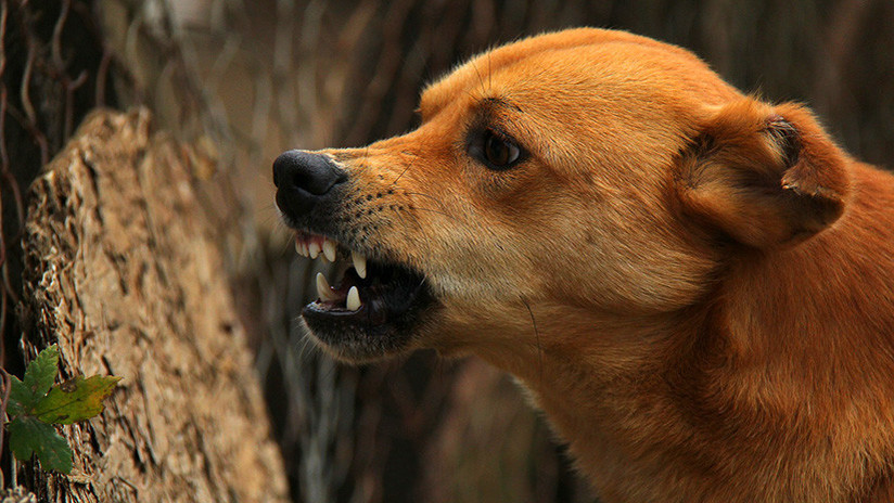 Niña de 14 meses fue devorada por jauría de perros salvajes en la India (+video)