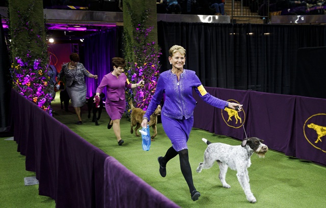 Кеннел клуб санкт петербурга. Кеннел клуб Великобритании. Westminster Kennel Club Dog. Ширвиндт Dog show. 1873 Английский Кеннел клуб.