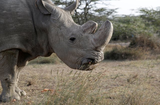 FILE PHOTO:El último rinoceronte blanco del norte macho sobreviviente llamado 'Sudán' se ve en la Conservación Ol Pejeta en Laikipia, Kenia, el 18 de junio de 2017. REUTERS / Thomas Mukoya / Foto del archivo