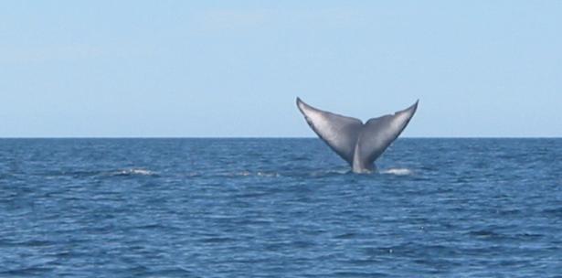 Ballenas pigmeas mueren al encallar en Taiwán llenas de bolsas de plástico