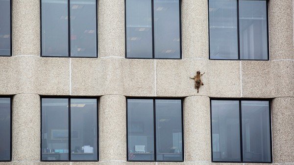 Un mapache se puso a escalar un rascacielos en Minnesota y tuvo a la población en vilo (Video)