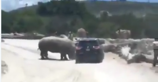 Rinoceronte embiste a vehículo en parque recreativo en México (Video)