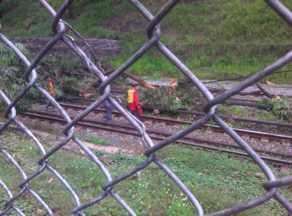 Caída de árbol afecta la Línea 1 del Metro de Caracas #10Ago (fotos)