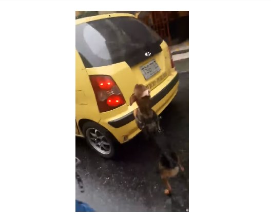 Lo más triste que verás hoy… Perro sigue por más de 20 cuadras a un taxi pensando que allí estarían sus cuidadores 