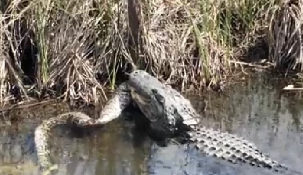 Caimán se come a una pitón de tres metros (Video)