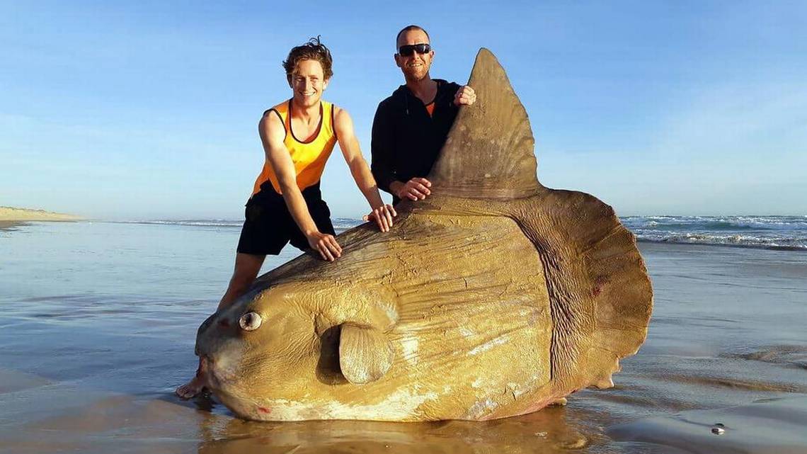 Hallan un pez luna gigante encallado en una playa de Australia