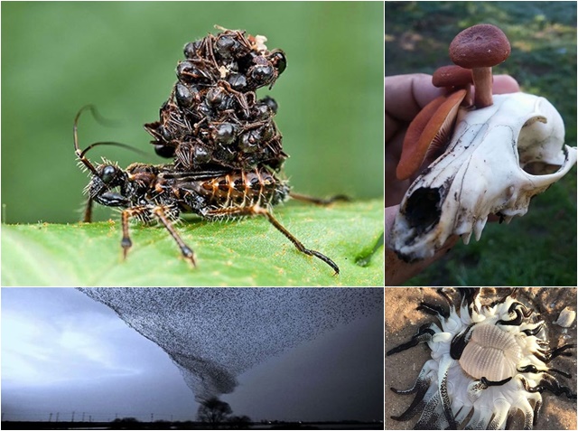 Las escalofriantes imágenes que muestra la madre naturaleza