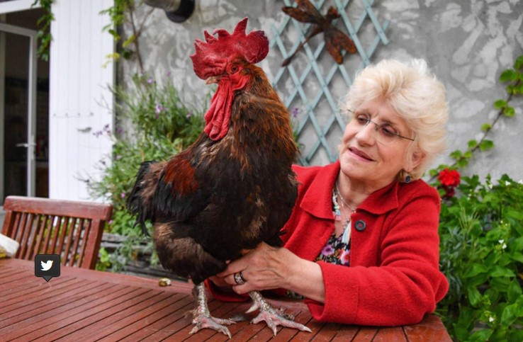 El gallo Maurice cantó hasta morir