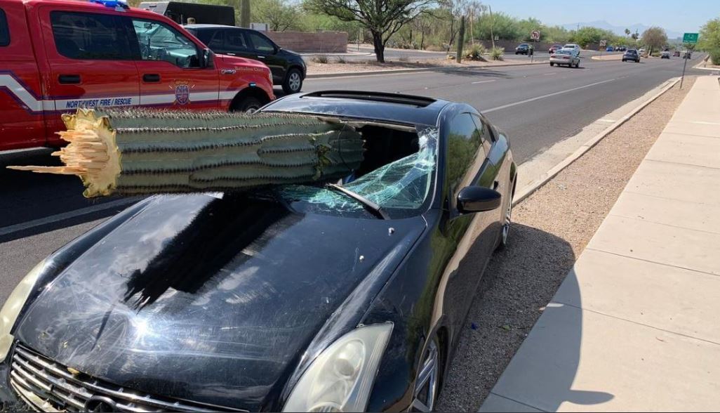 ¡MILAGRO! Conductor evitó una grave lesión cuando un cactus enorme le perforó el parabrisas