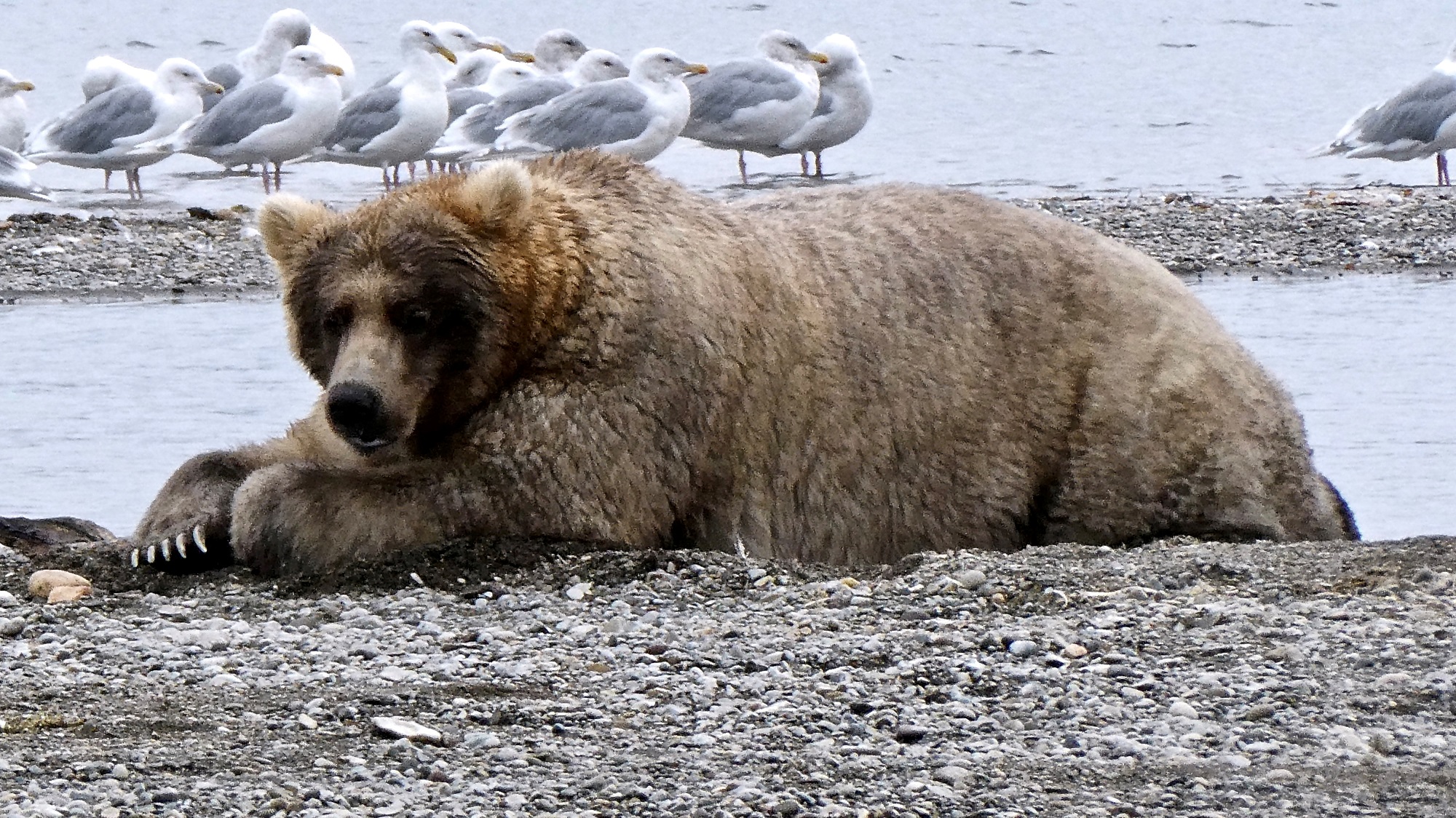 Concurso de Osos Gordos en Alaska corona a Holly como “reina de la corpulencia”