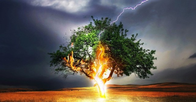 En Video Un árbol Arde Desde El Interior De Su Tronco Tras Ser Golpeado Por Un Rayo 
