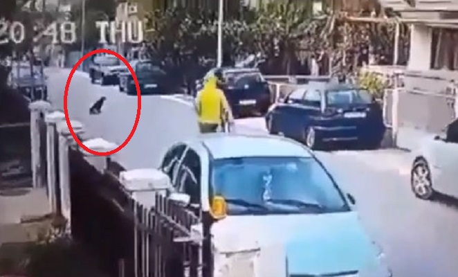 ¡VIRAL! Lo que hizo este perrito callejero es digno de admiración y se ganó nuestro corazón (VIDEO)