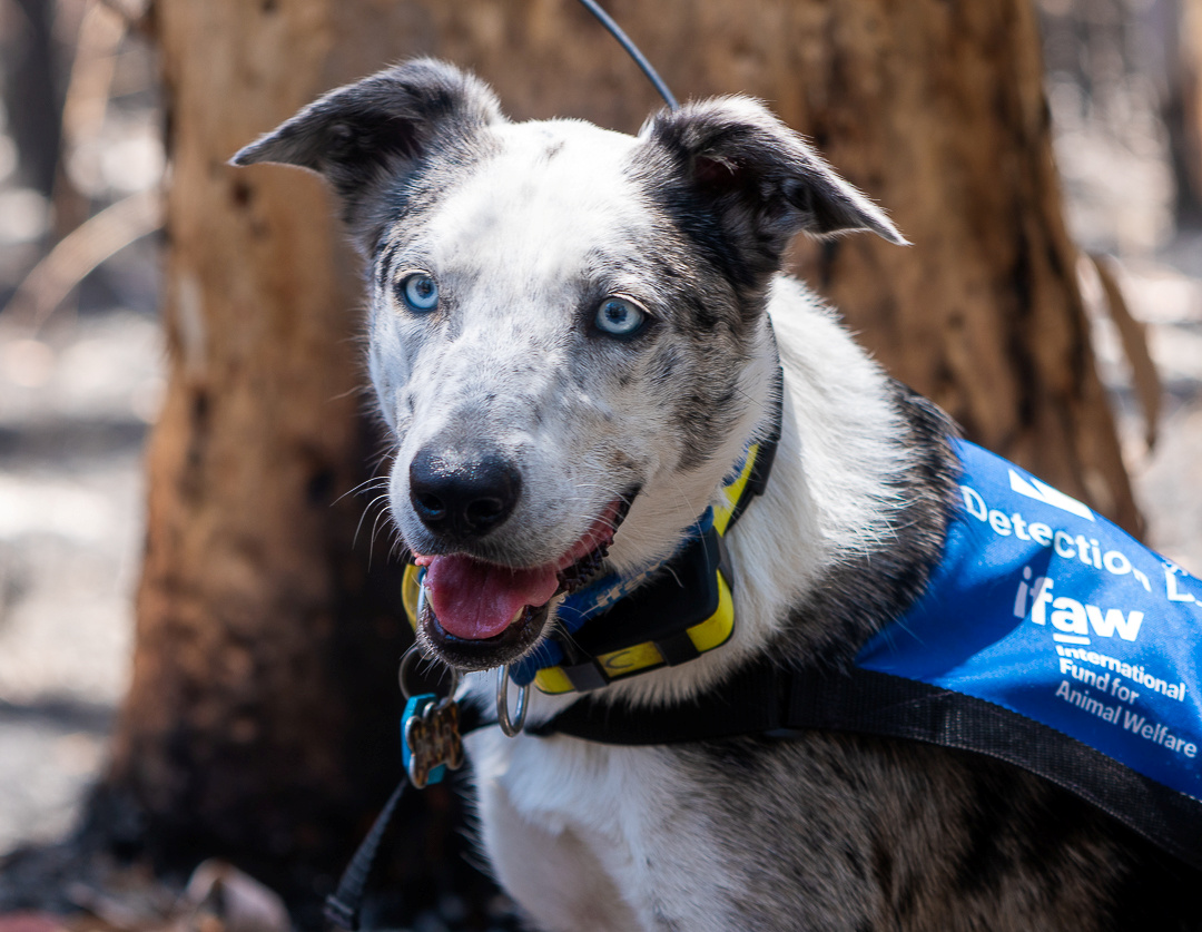 “Oso”, el perro que ayuda a encontrar koalas heridos en los incendios de Australia