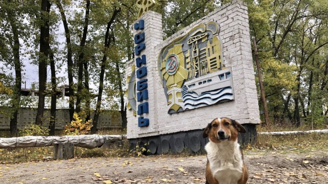 Como Fue Que Los Perritos Abandonados En Chernobil Encontraron Un Final Feliz Fotos