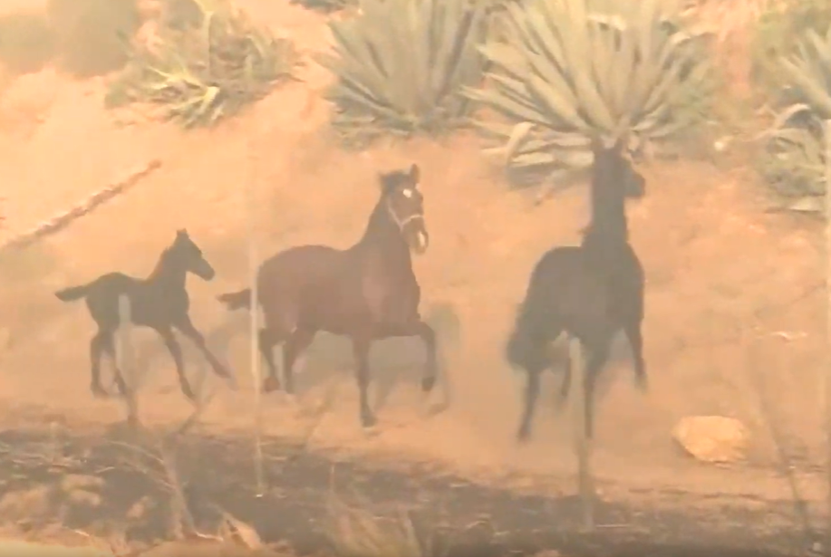 Este caballo regresó a salvar a su familia, a pesar del intenso incendio de Califonia (video)