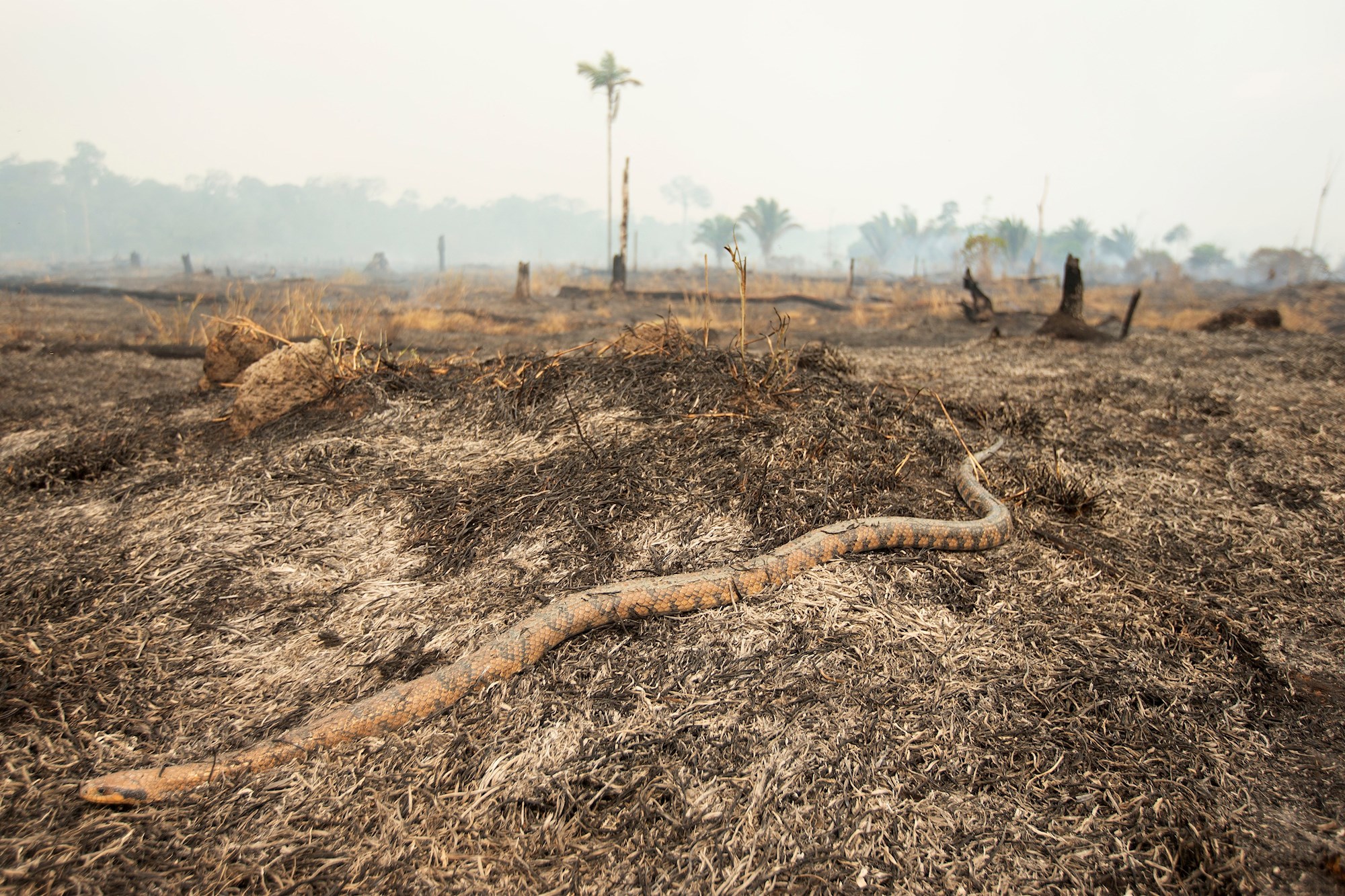 ¿Imposible? Así quedó una serpiente tras engullir una ametralladora Kalavnikov (Fotos)