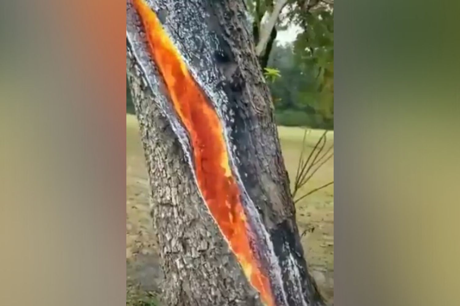 Impresionante! Así se quema un árbol tras ser impactado por un rayo (video)