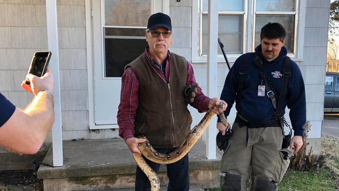 WTF?! Encontró una boa constrictor de dos metros en su sofá mientra buscaba unas llaves