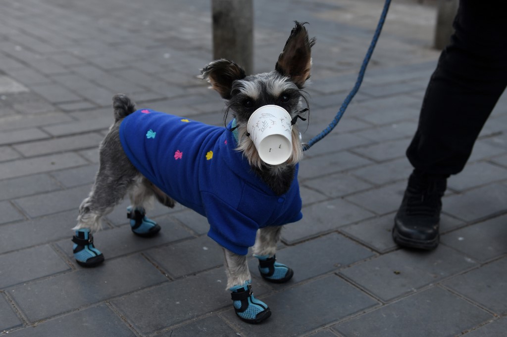 Mascotas sacrificadas, las víctimas sin voz del coronavirus