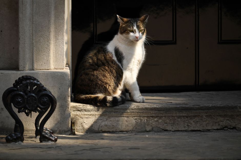 Una anciana de Florida tiene más de 60 gatos en su casa y las autoridades pretenden quitárselos