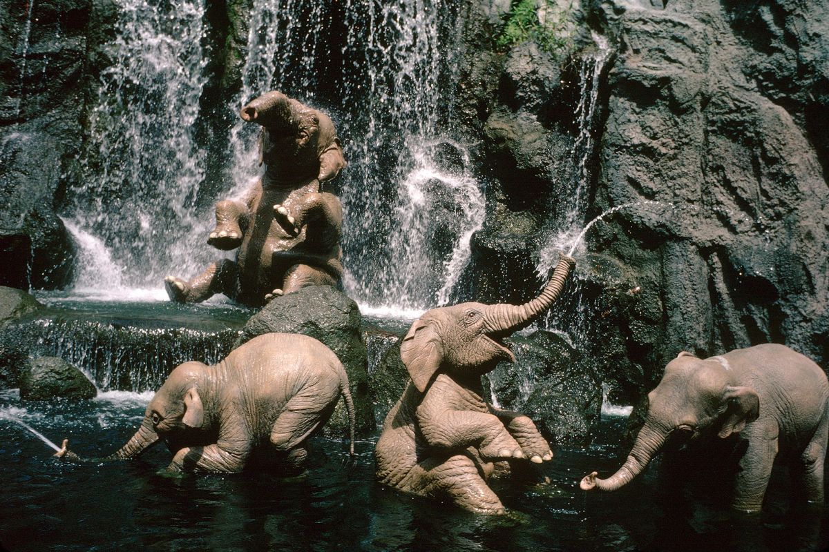 El barco de Disney World Jungle Cruise se hunde con los pasajeros a bordo