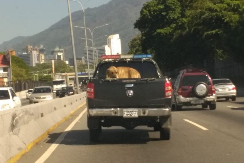 Cronica.Uno: Tortura a presos políticos incluye tratos crueles y encierro de sus mascotas