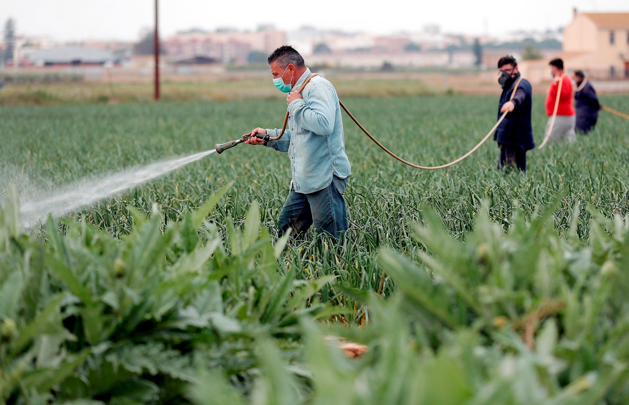 La pandemia causará hambre en partes del mundo y crisis para agricultores