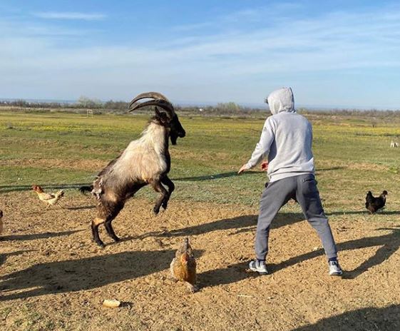 ¡Insólito! Luchador de la UFC se enfrentó a… una cabra durante la cuarentena (Video)