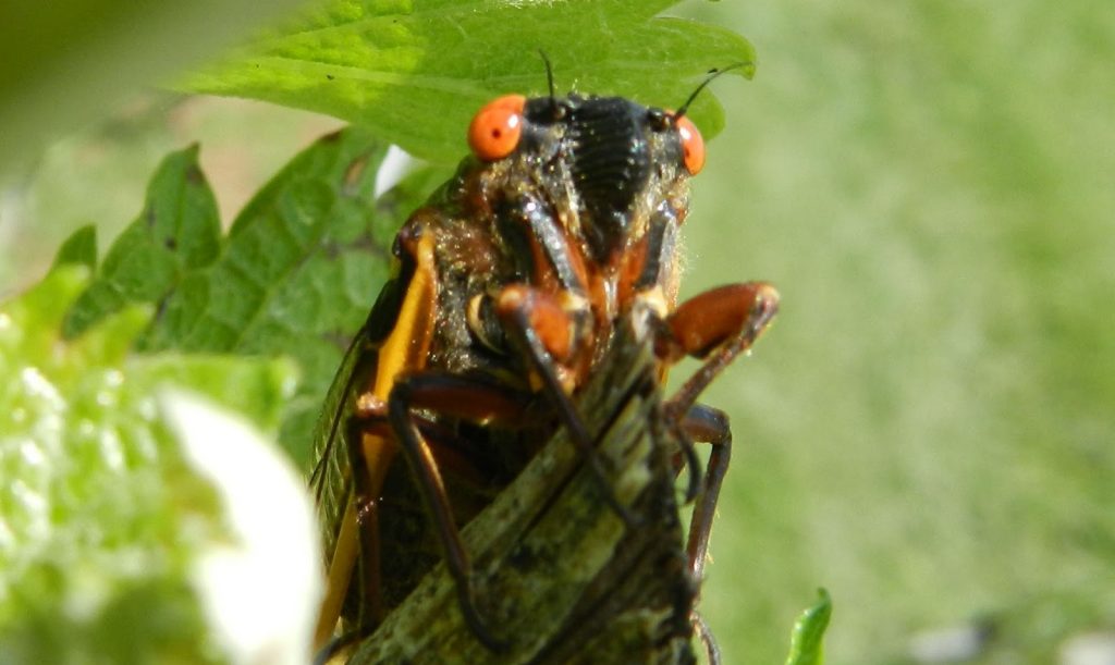 ¡Lo que faltaba! Millones de cigarras invadirán EEUU luego de estar más de 17 años bajo tierra