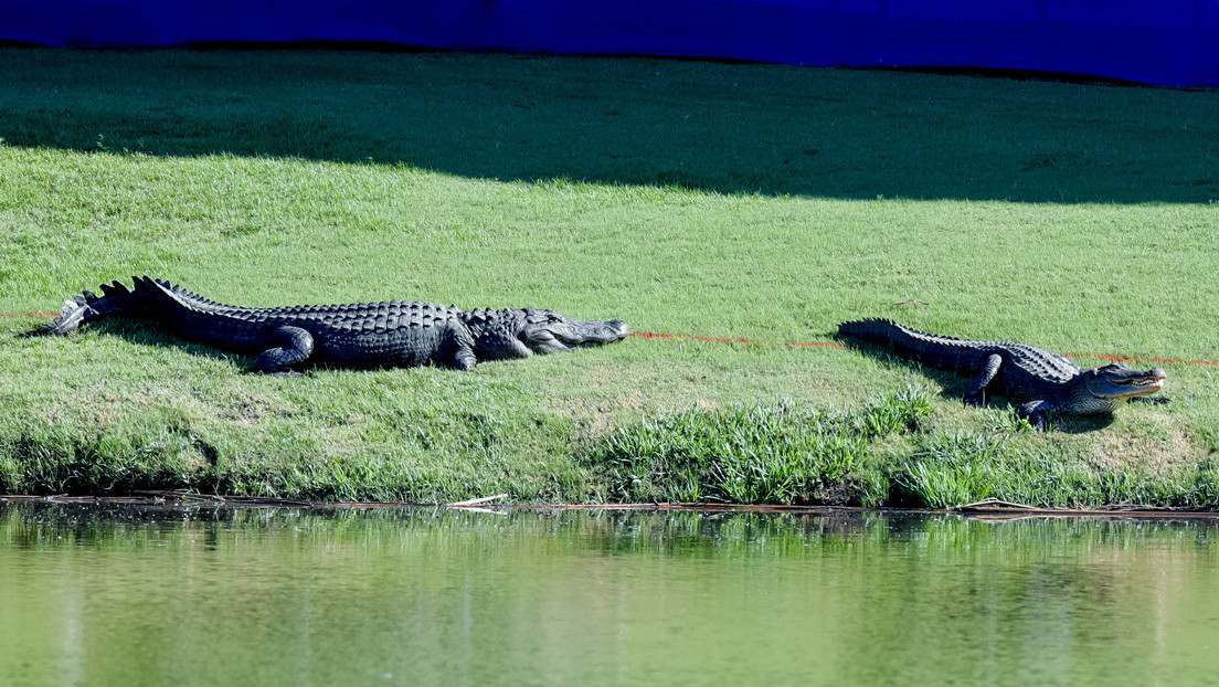 Dos cocodrilos convirtieron un campo de golf en un ring de boxeo por horas (Video)