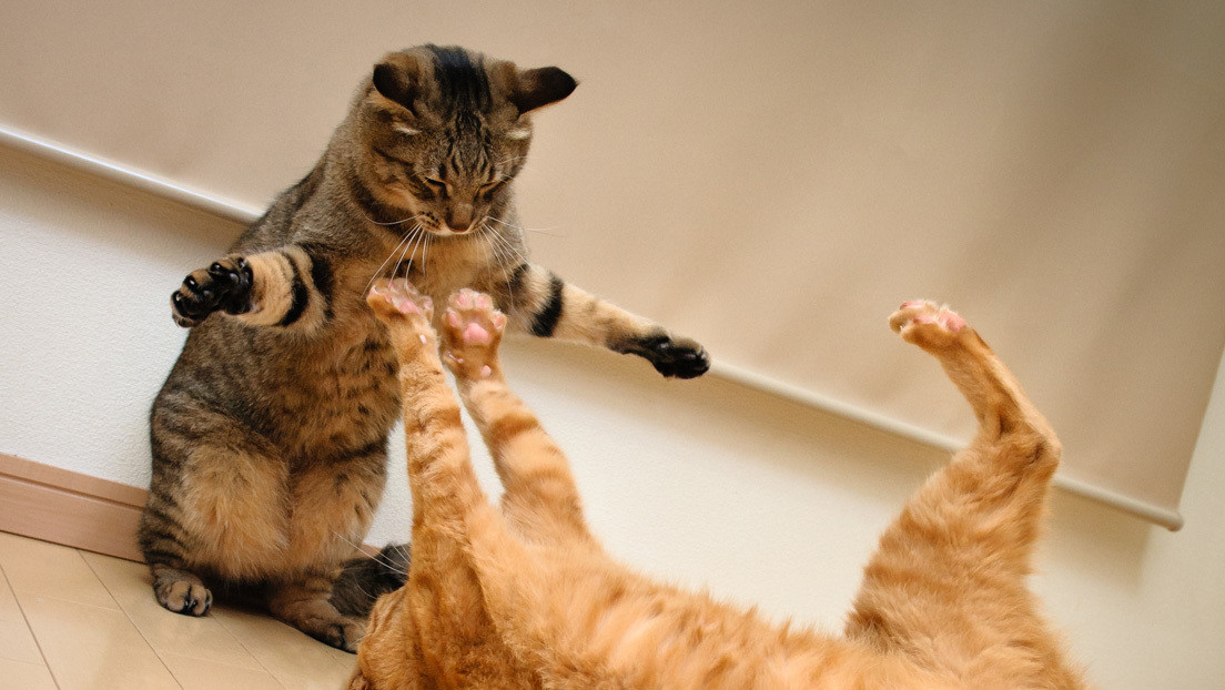 Reportera salió en vivo desde casa sin saber que sus gatos se peleaban a su espalda (Video)