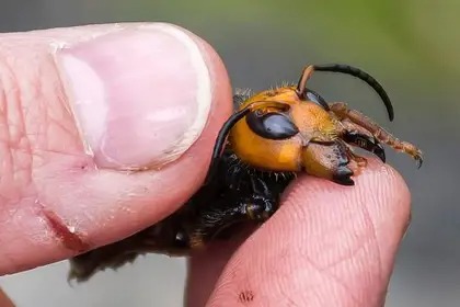 La lucha a muerte entre un ratón y un avispón asesino, el insecto invasor que preocupa a EEUU (Video)