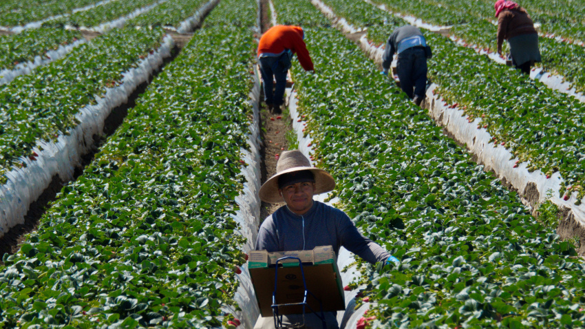 Casi 190 trabajadores agrícolas contrajeron coronavirus en California