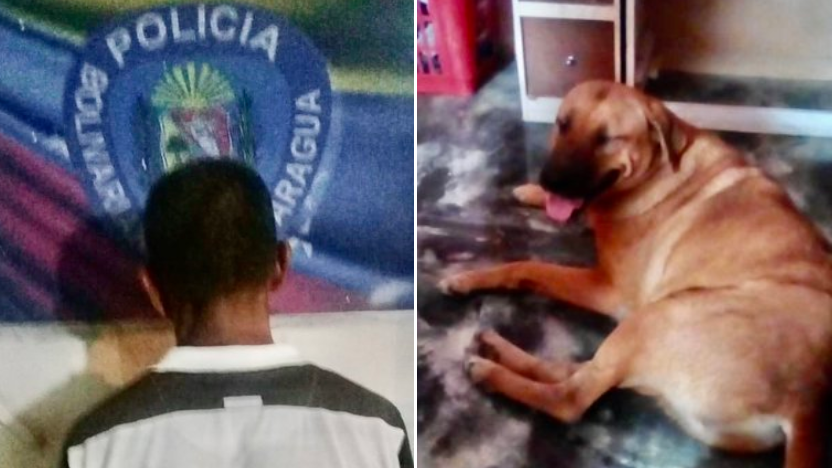 Detuvieron a un degenerado en Aragua por torturar a un perro con un cuchillo