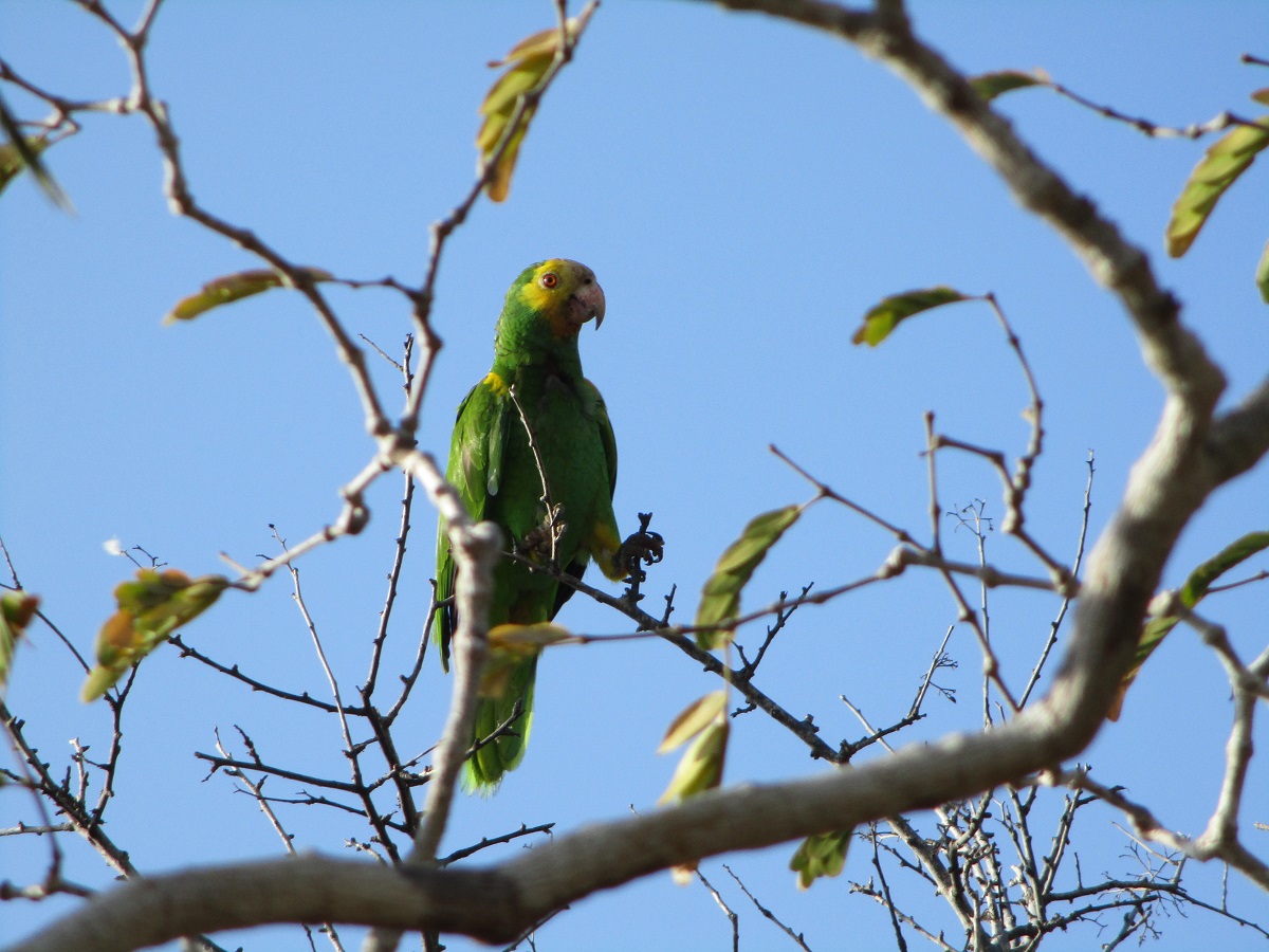 Provita celebró que 140 pichones de cotorra margariteña alzaron vuelo este año