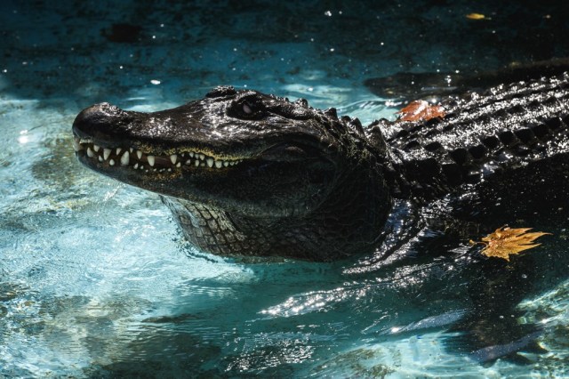 caiman