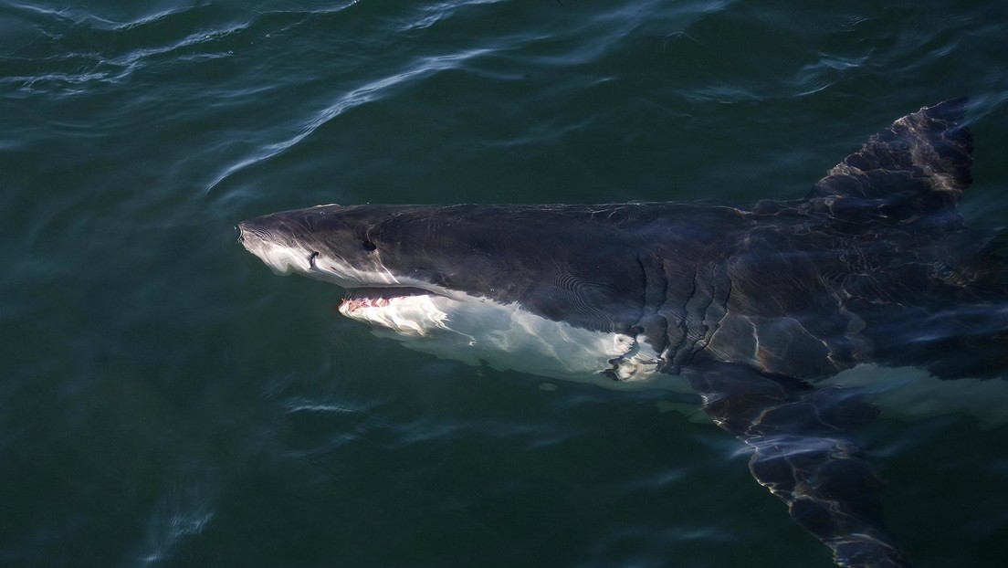 Un surfista salva a su esposa tras ser atacada por un tiburón de unos 3 metros dándole golpes